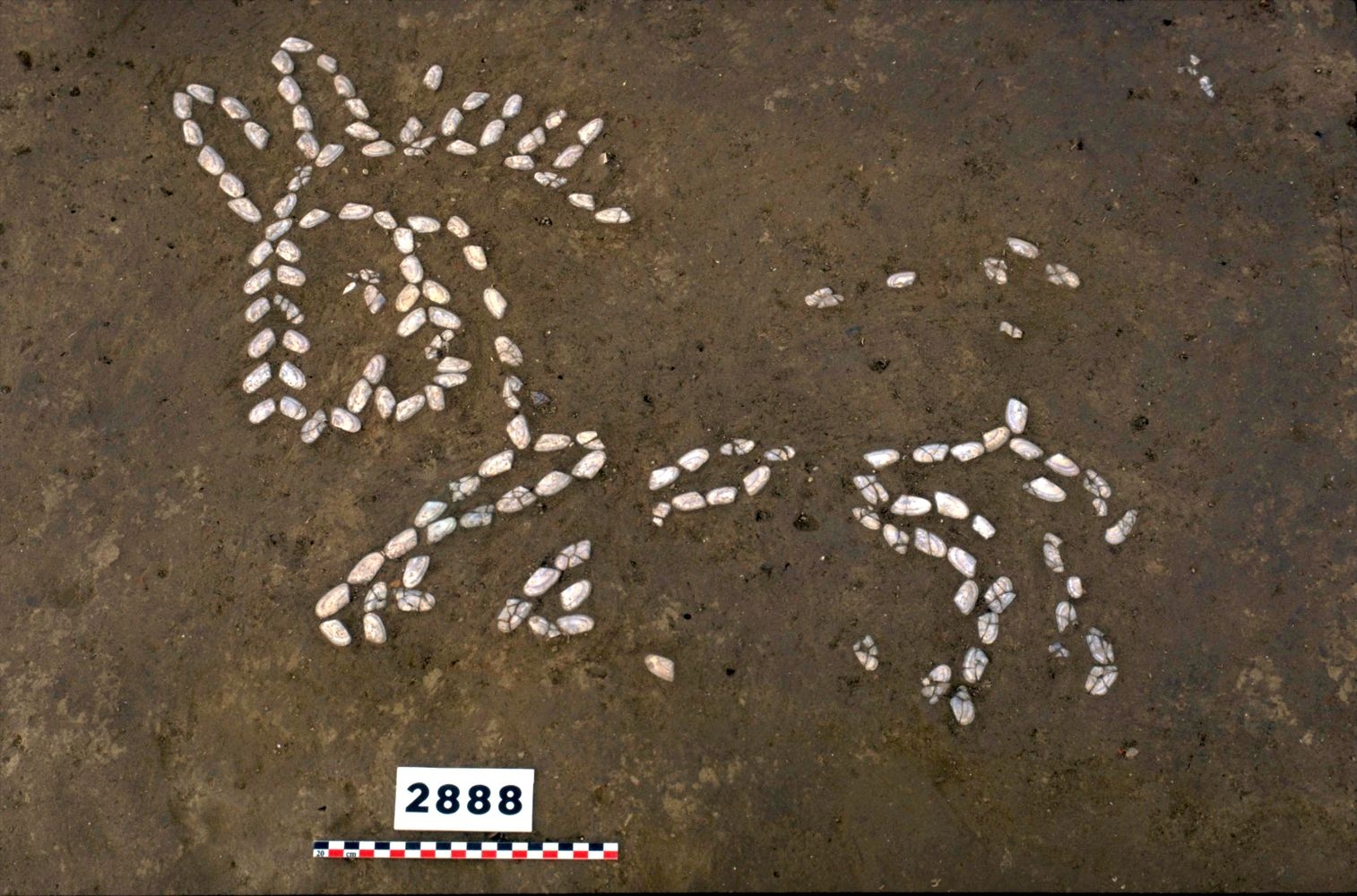 Âne dessiné sur un sol de terre avec des petits galets du site de Lattara