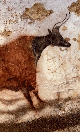 Vache rouge à tête noir paroi gauche du diverticule axial