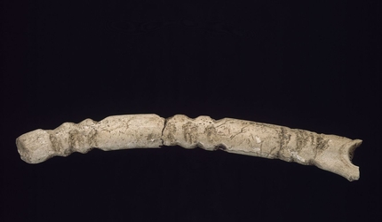 Baton gravé d'ours. Musée d'Archéologie nationale