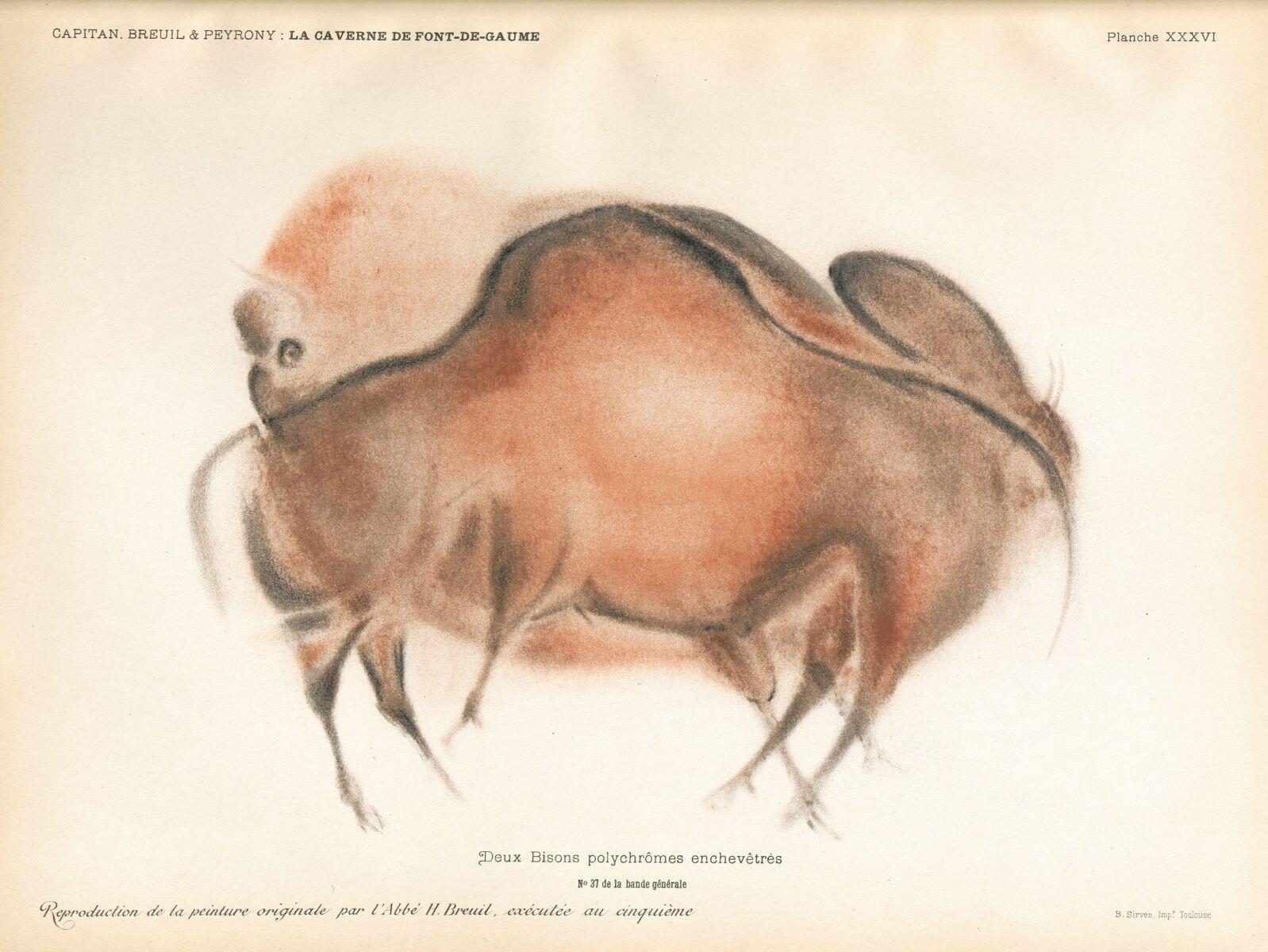 Deux bisons enchevêtrés