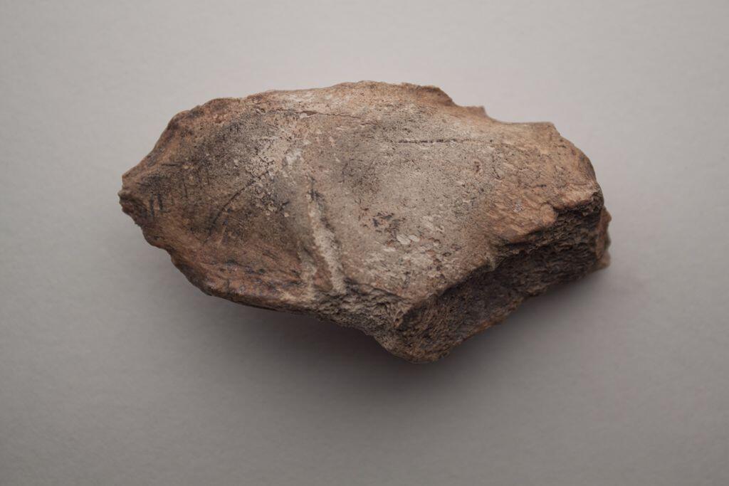 tête de cheval gravée