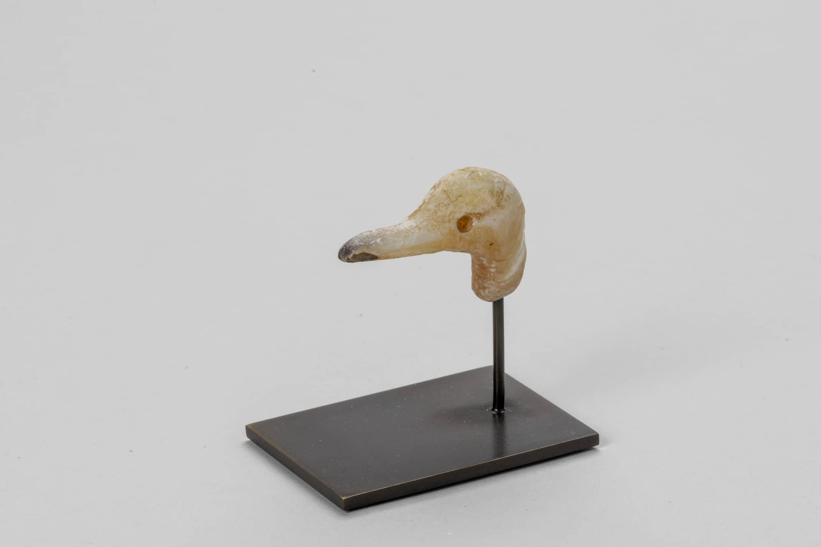 Tête d’oiseau aquatique