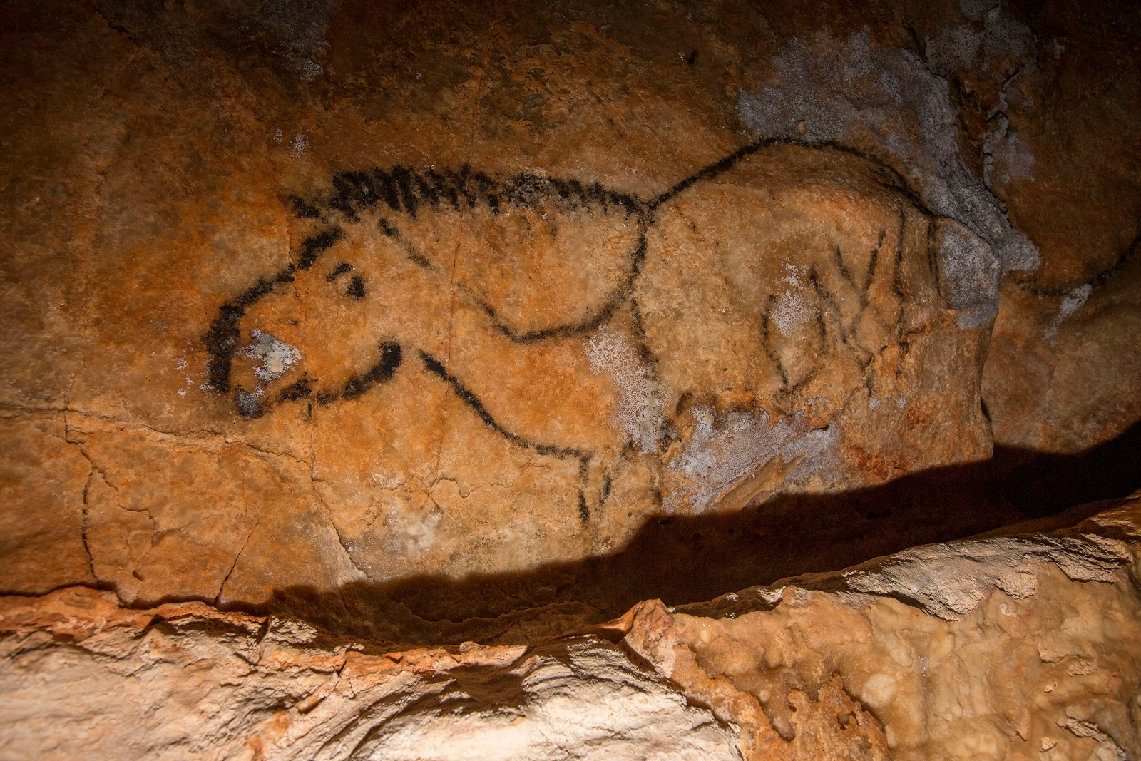 Cheval 007 Secteur 123 (cheval à crinière tombante), grotte Cosquer