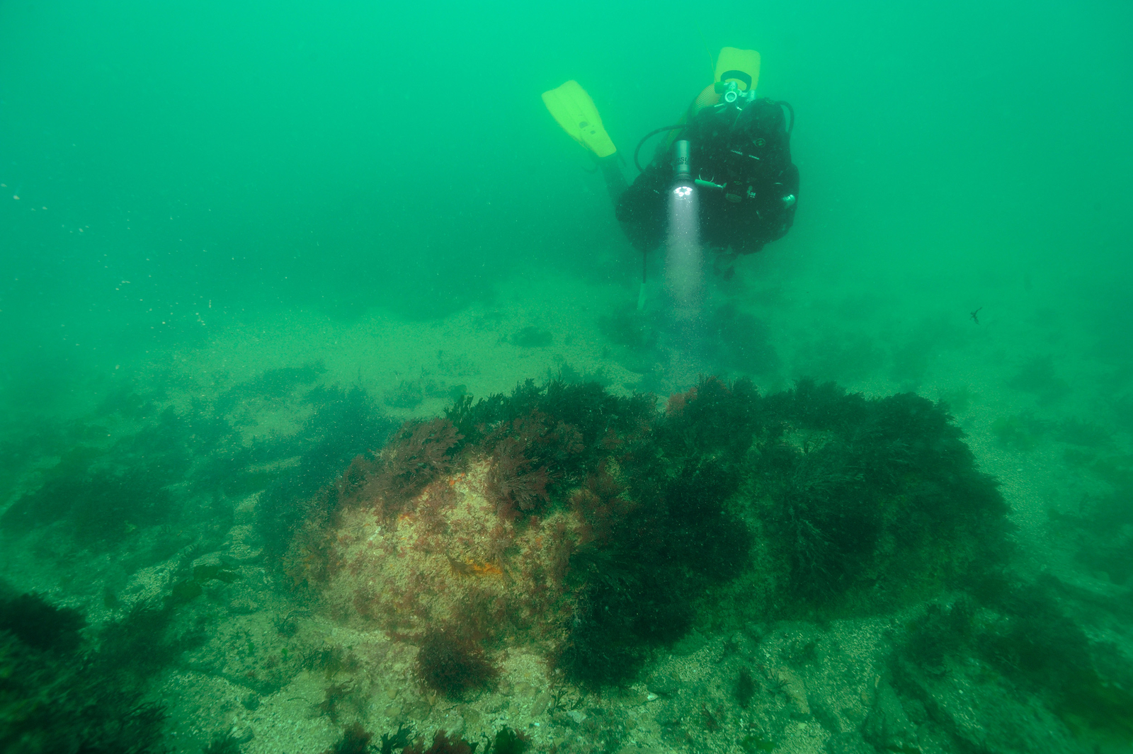Bombe anglaise de 500 livres découverte au large de Courseulles-sur-Mer