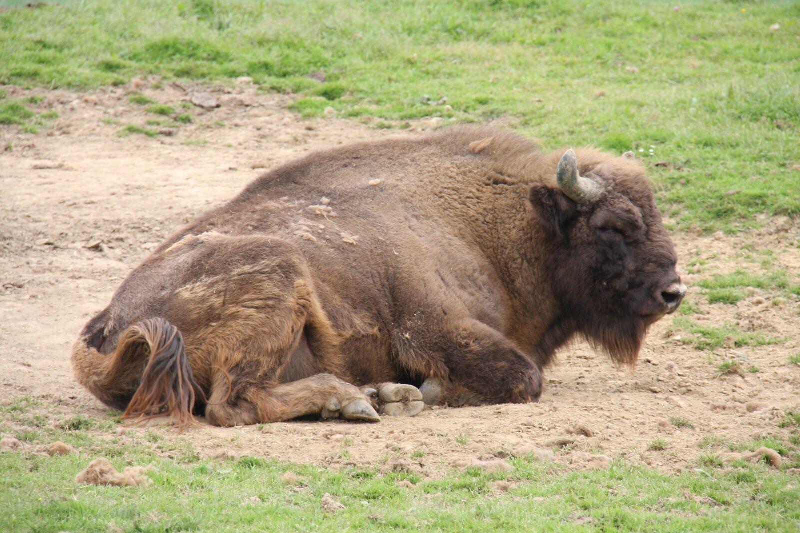 Bison européen actuel