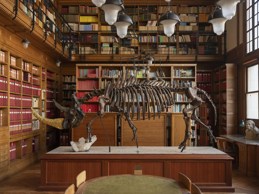 Squelette de rhinocéros laineux