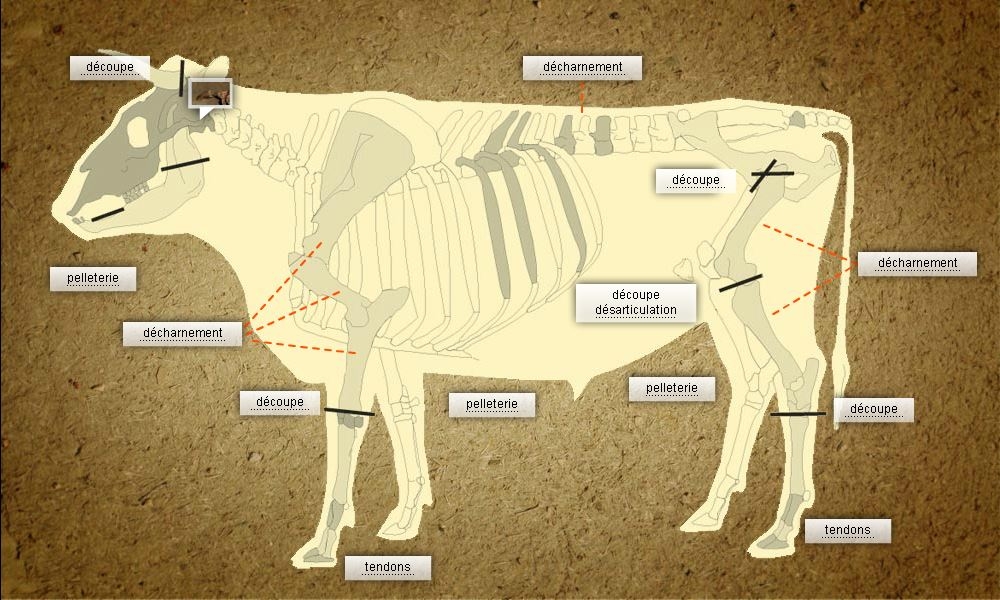 Dessin anatomique du bœuf