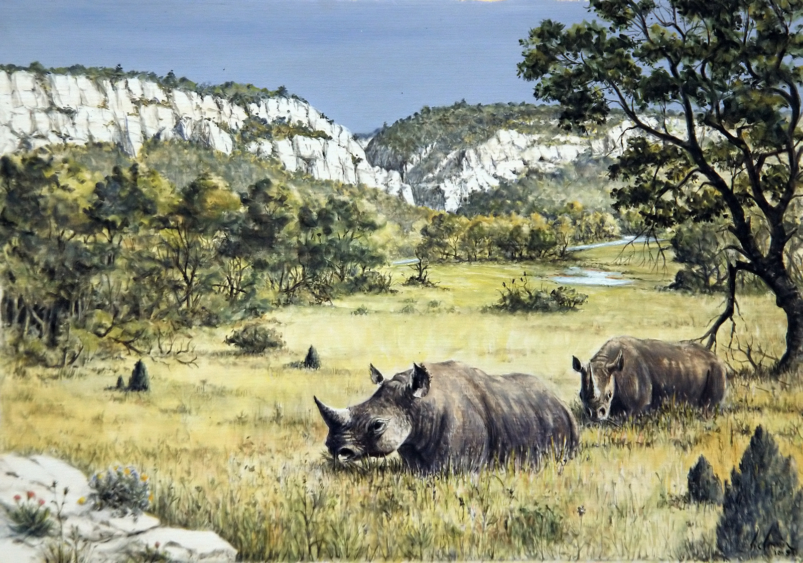 Rhinoceros Dessin E. Guerrier.