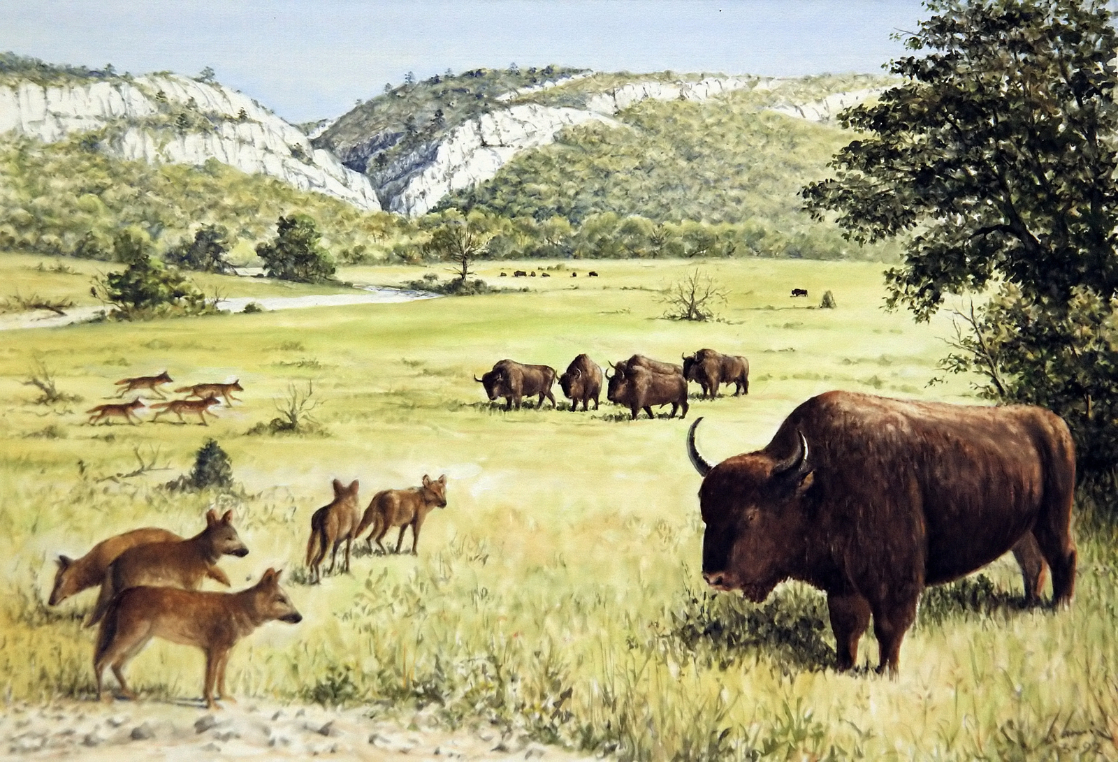 Bisons et cuons dans la plaine. Dessin E. Guerrier.