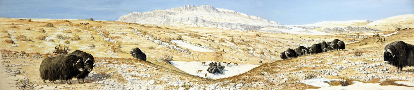 Bœufs musqués. Dessin E. Guerrier.