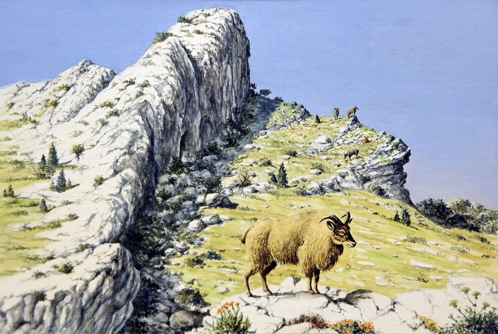 Tahr sur les corniches escarpées. Dessin E. Guerrier.