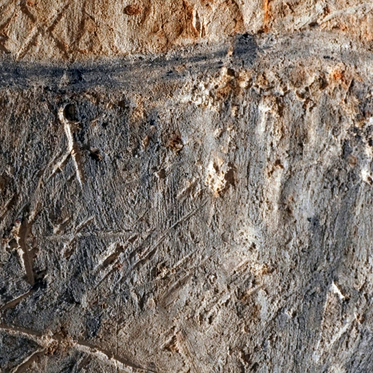 Détail du dos du cheval 3