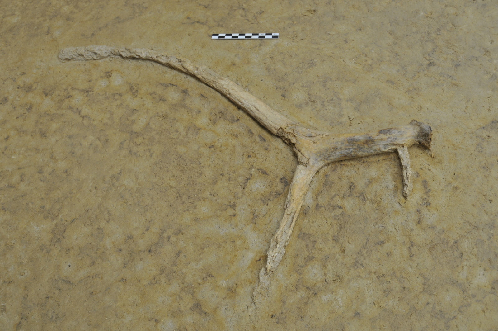 Bois de renne entier