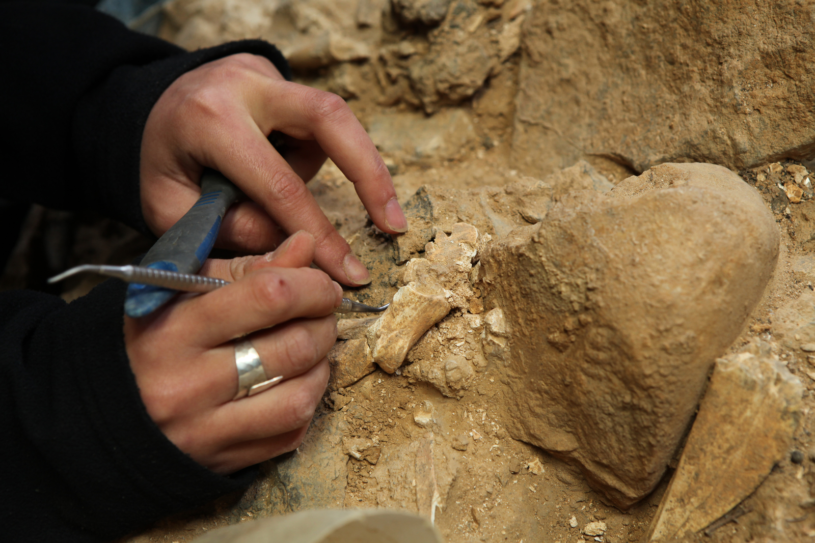 Dégagements d’ossements. L'Homme de Tautavel.