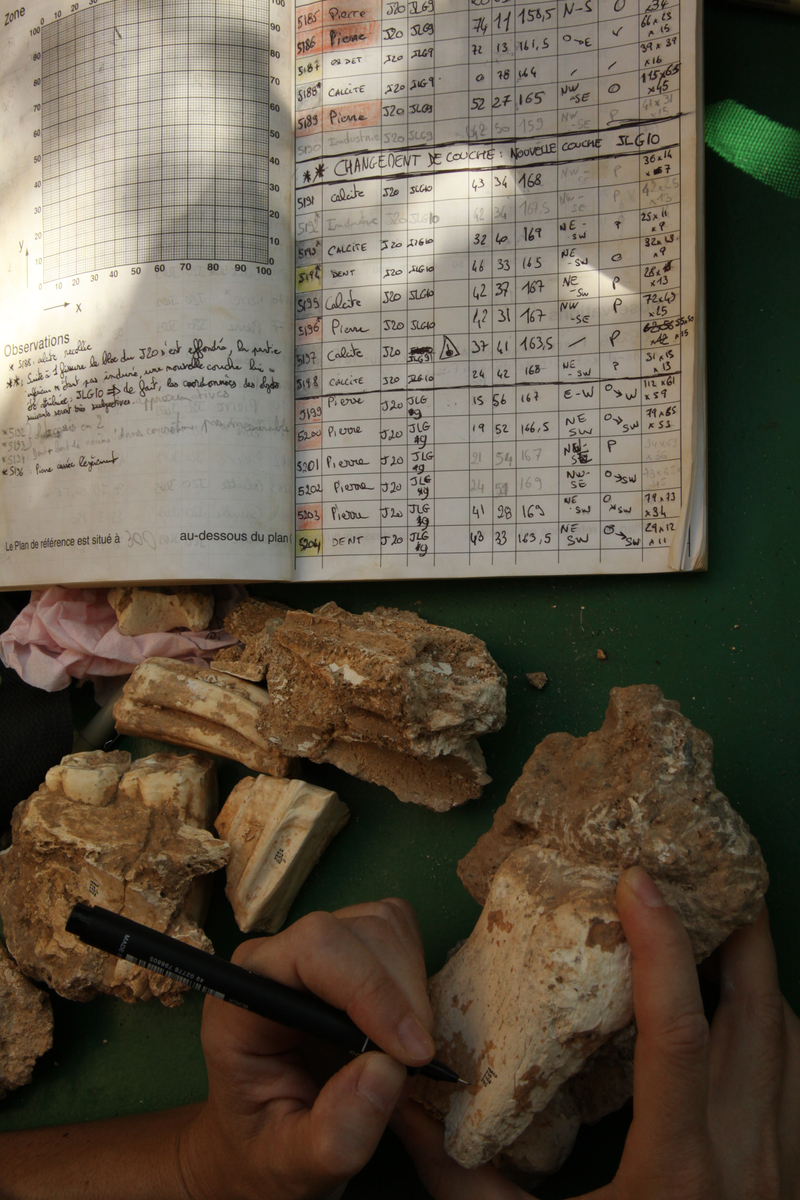 Un calcanéum de cheval en cours de marquage. L'Homme de Tautavel.