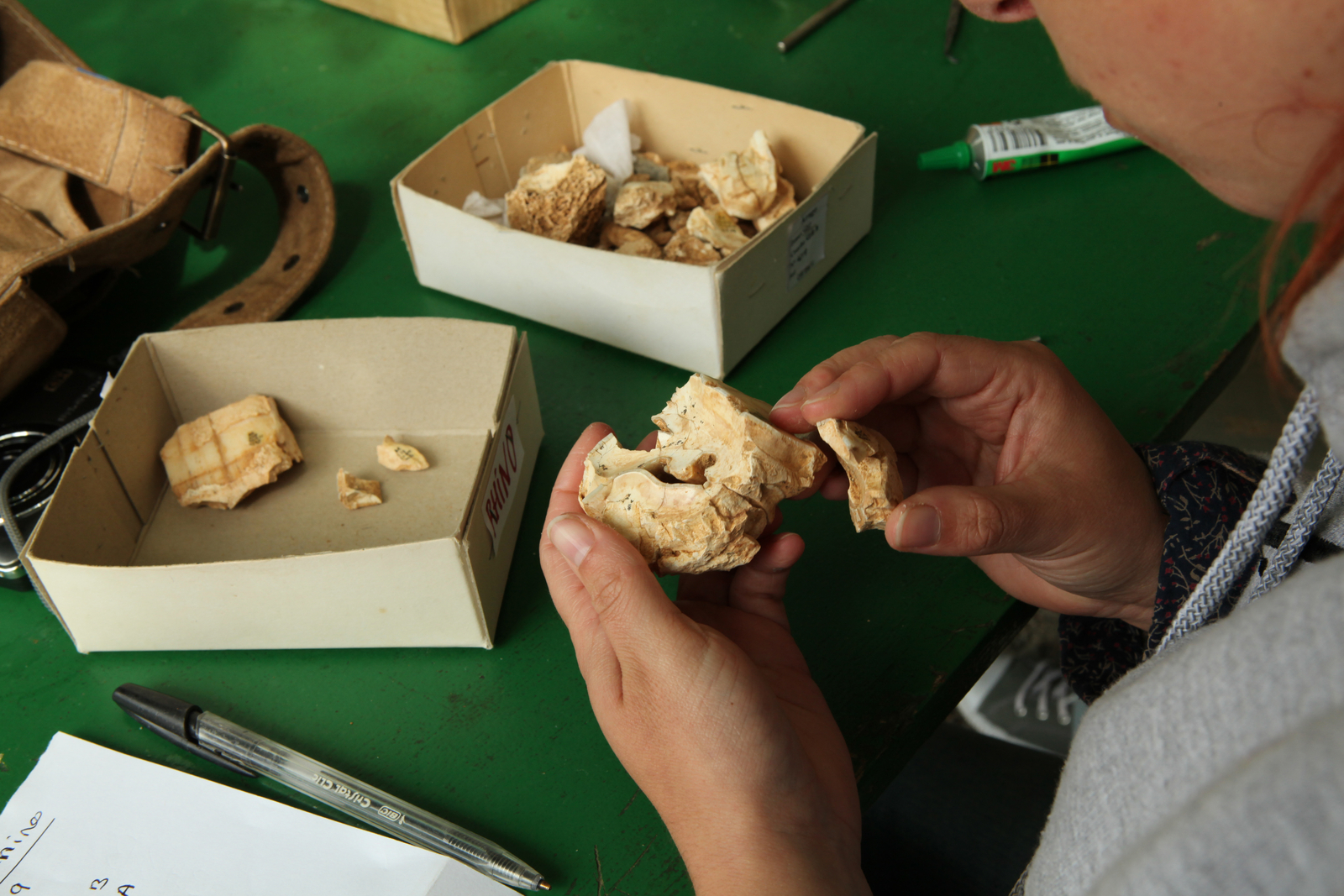 Restauration d’une dent de rhinocéros. L'Homme de Tautavel.