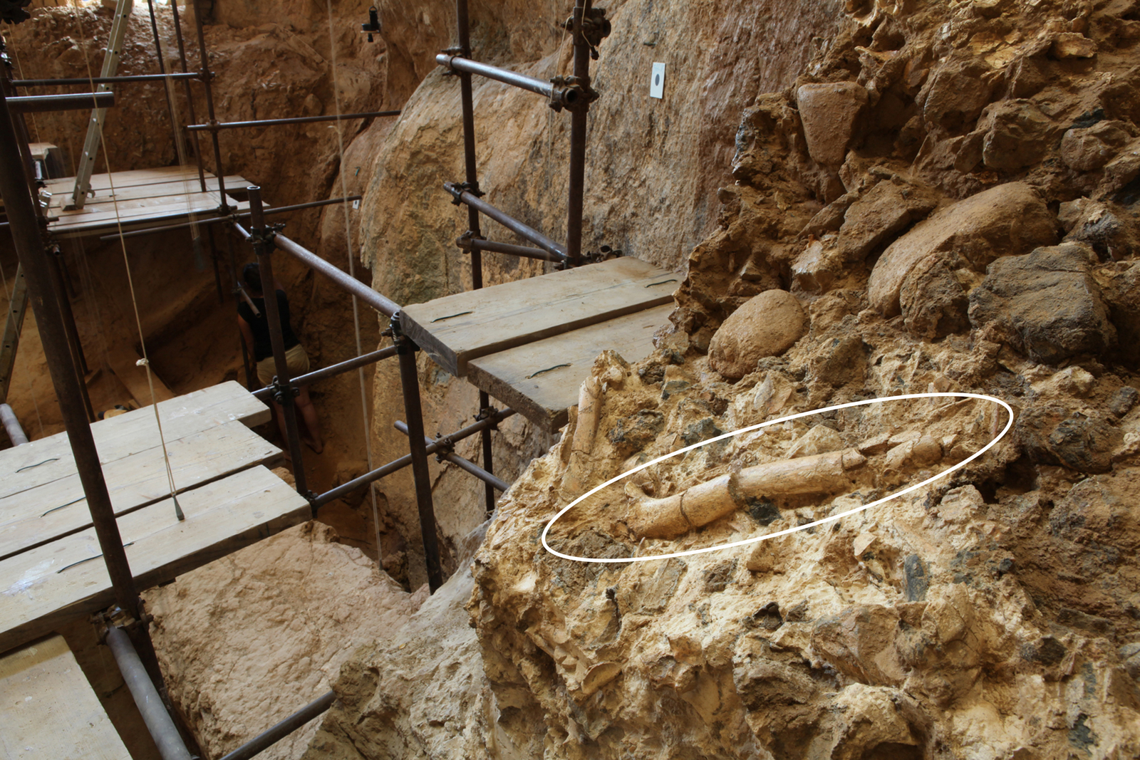 Fémur humain sur le niveau G (Arago 141, 2013). L'Homme de Tautavel.