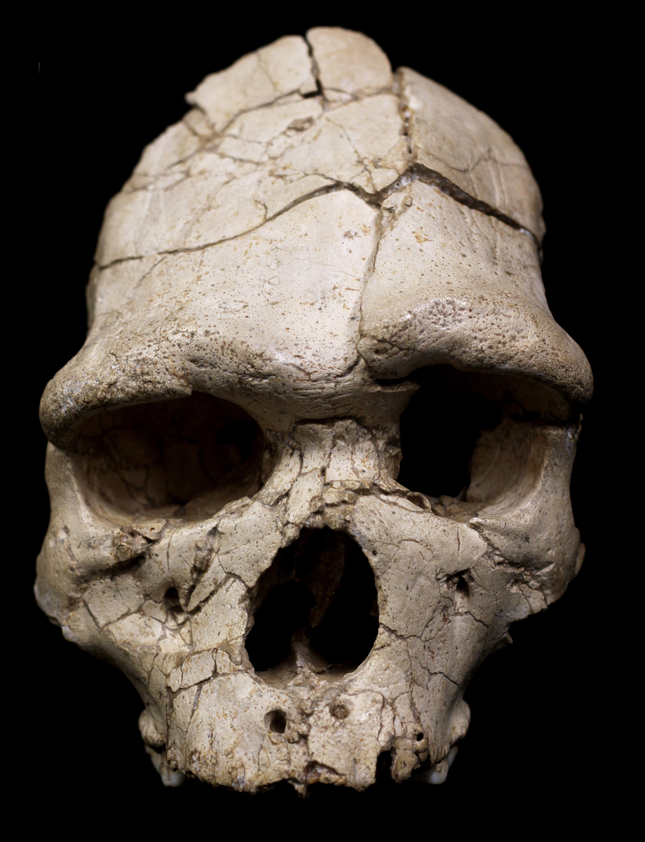 Crâne humain (Arago 21, 1971) : vue de face. L'Homme de Tautavel.