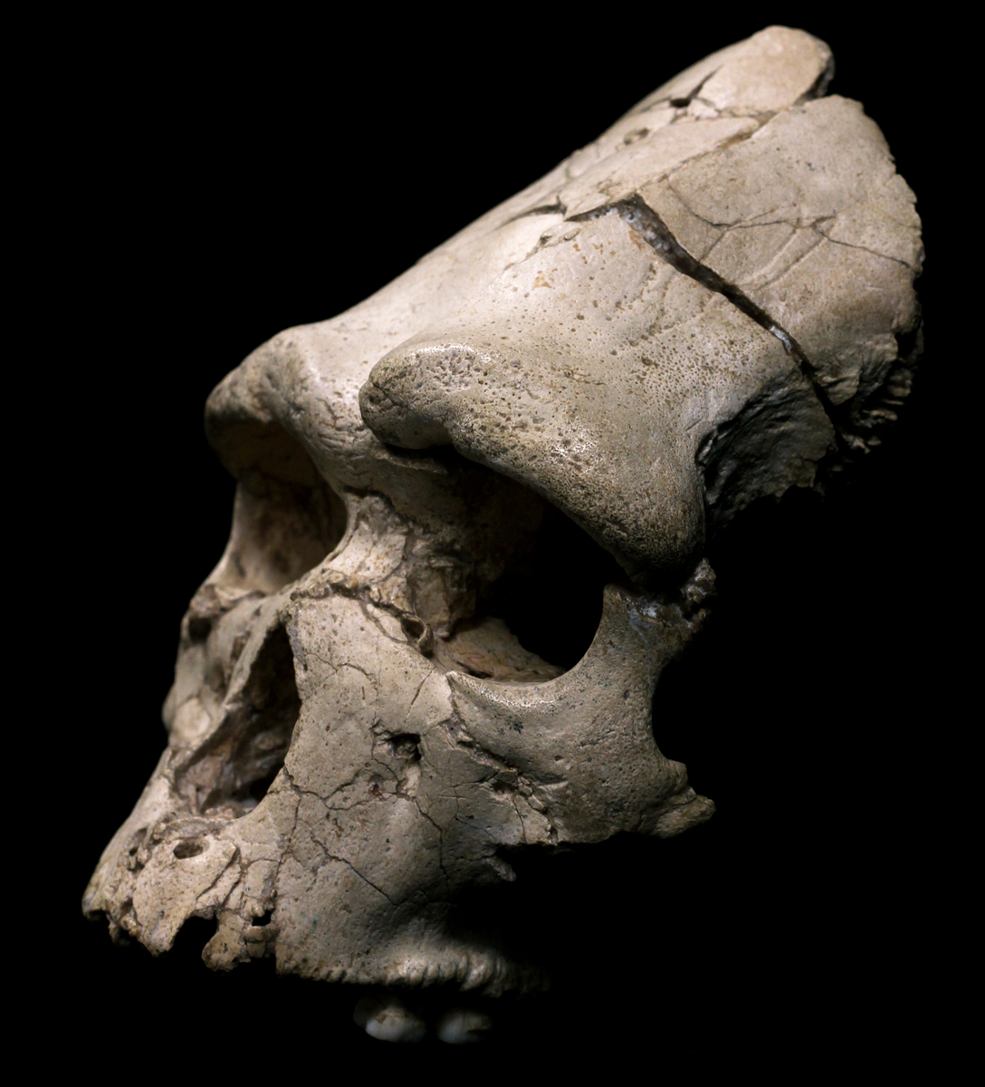 Crâne humain (Arago 21, 1971) : vue de profil. L'Homme de Tautavel.