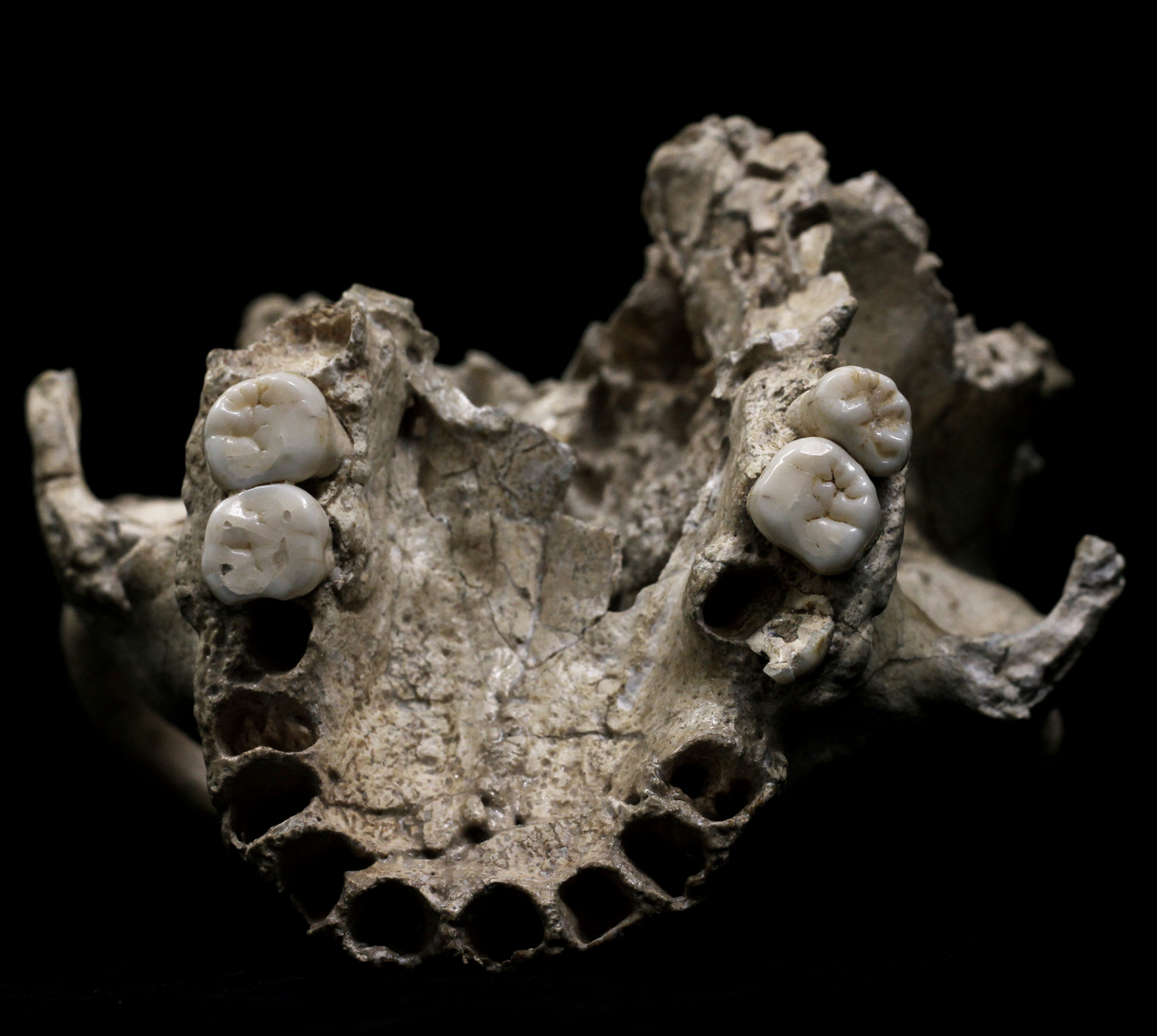 Crâne humain (Arago 21, 1971) : vue inférieure. L'Homme de Tautavel.