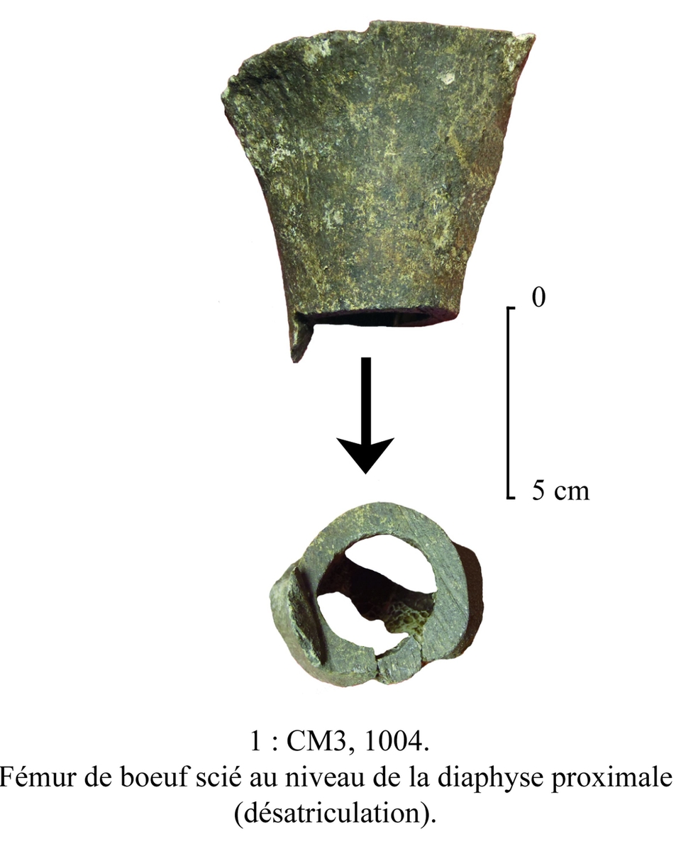 Fauna (Saint-Denis, Lazarets de la Grande Chaloupe, 2012)