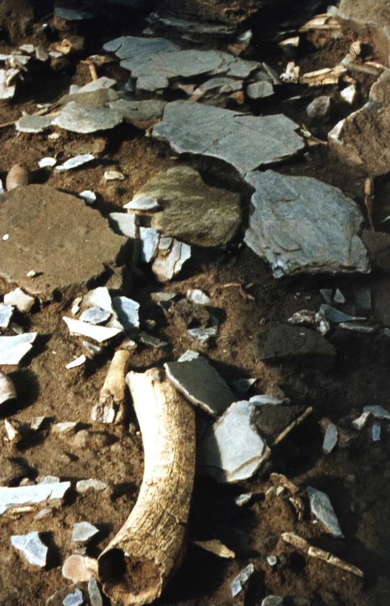 Défense de mammouth