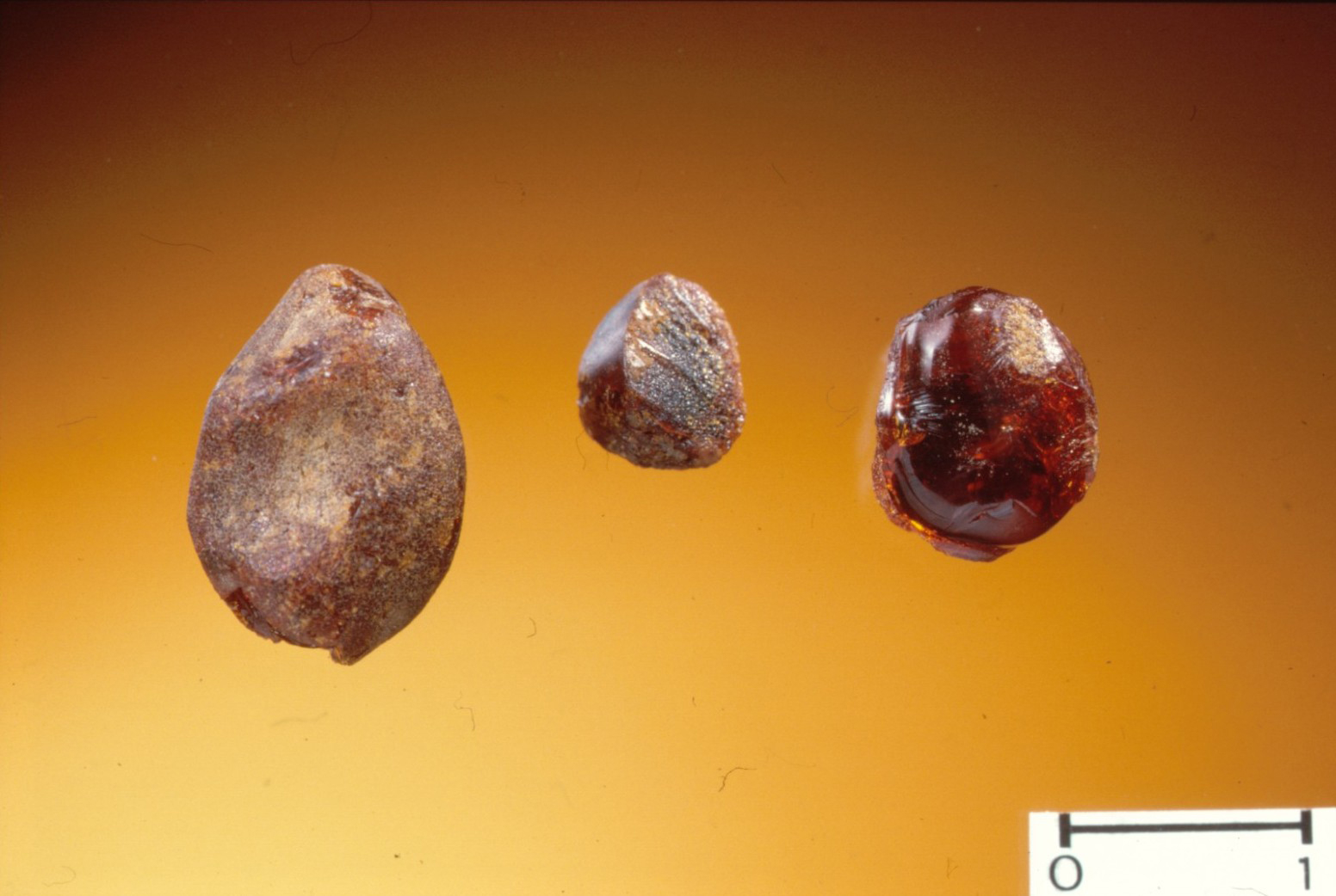 Champréveyres : morceaux d’ambre