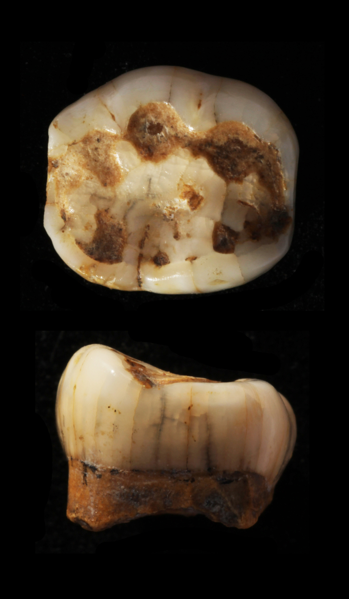 Arago 1 est la première dent humaine découverte à la Caune de l’Arago (1964). C’est une molaire de lait dont la surface dédiée à la mastication est nettement usée. Elle appartenait à un enfant d’environ 10 ans qui aurait pu la perdre naturellement pendant son séjour dans la grotte. L'Homme de Tautavel.
