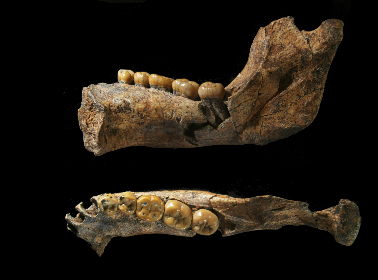 Mandibule humaine (Arago 13, 1970). L'Homme de Tautavel