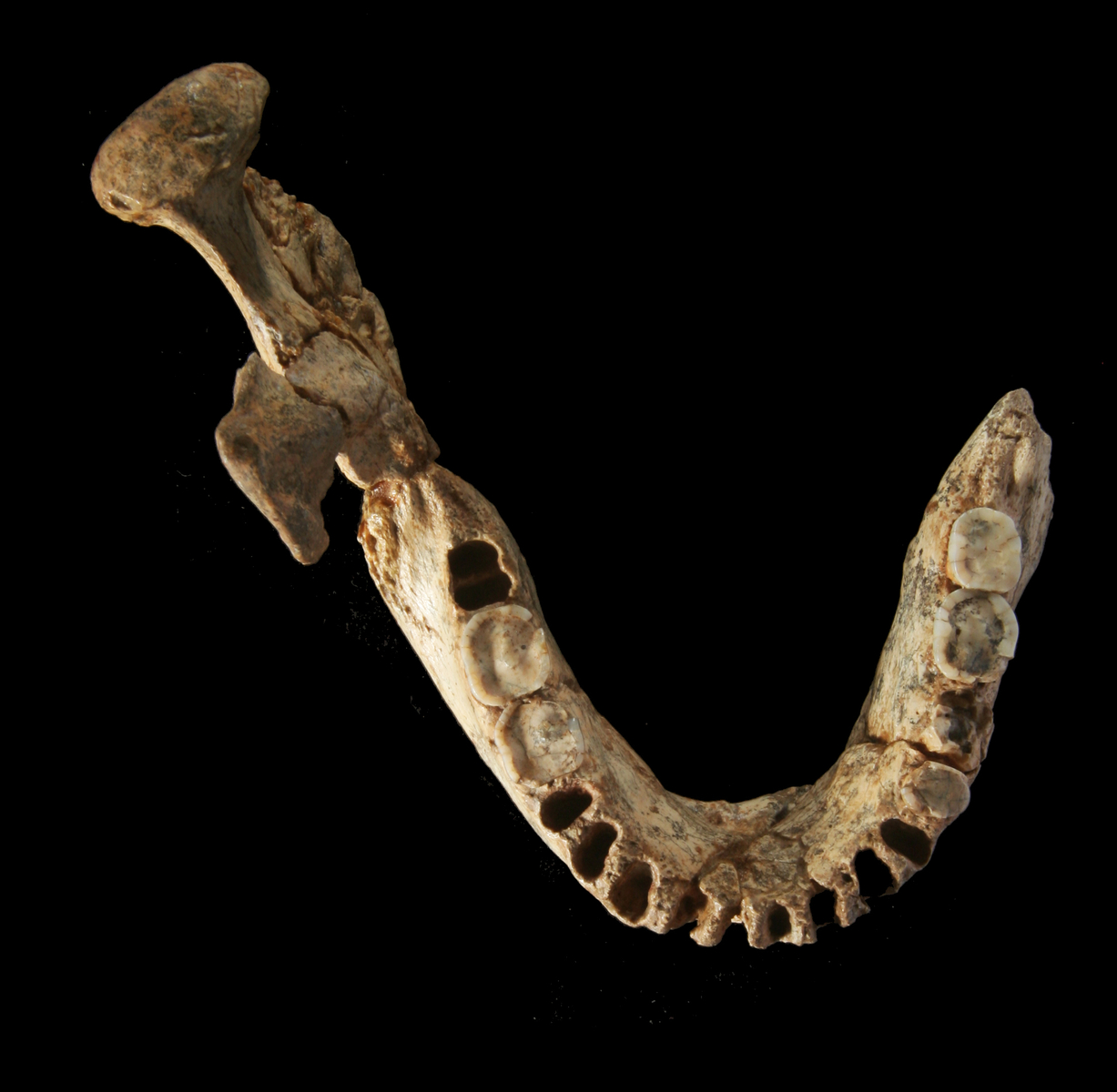 Mandibule humaine (Arago 2, 1969). L'homme de Tautavel 