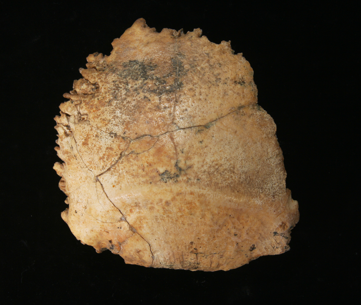 Pariétal A47 (1979). L'Homme de Tautavel.