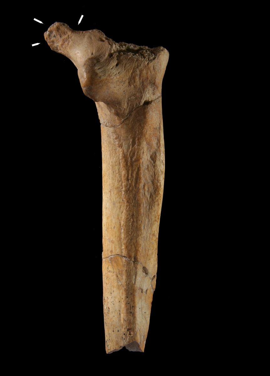 Fémur A48 (1976). L'Homme de Tautavel.