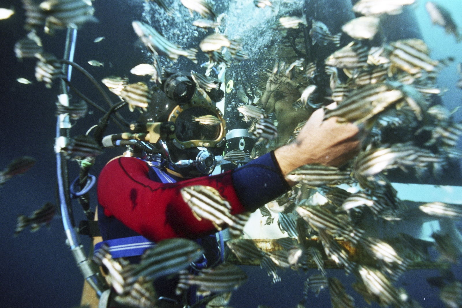 Photographie d'un plongeur au milieu d'un banc de poissons