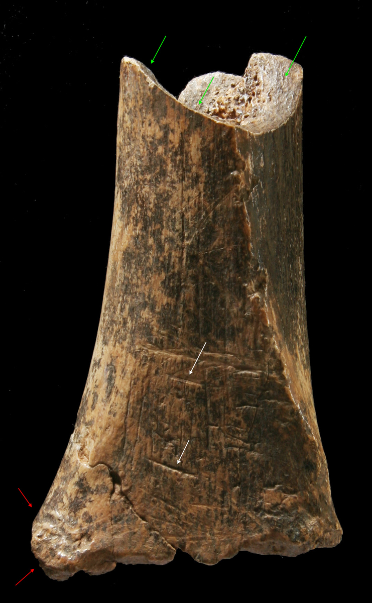 Fémur humain et activité anthropique. Tautavel, Préhistoire