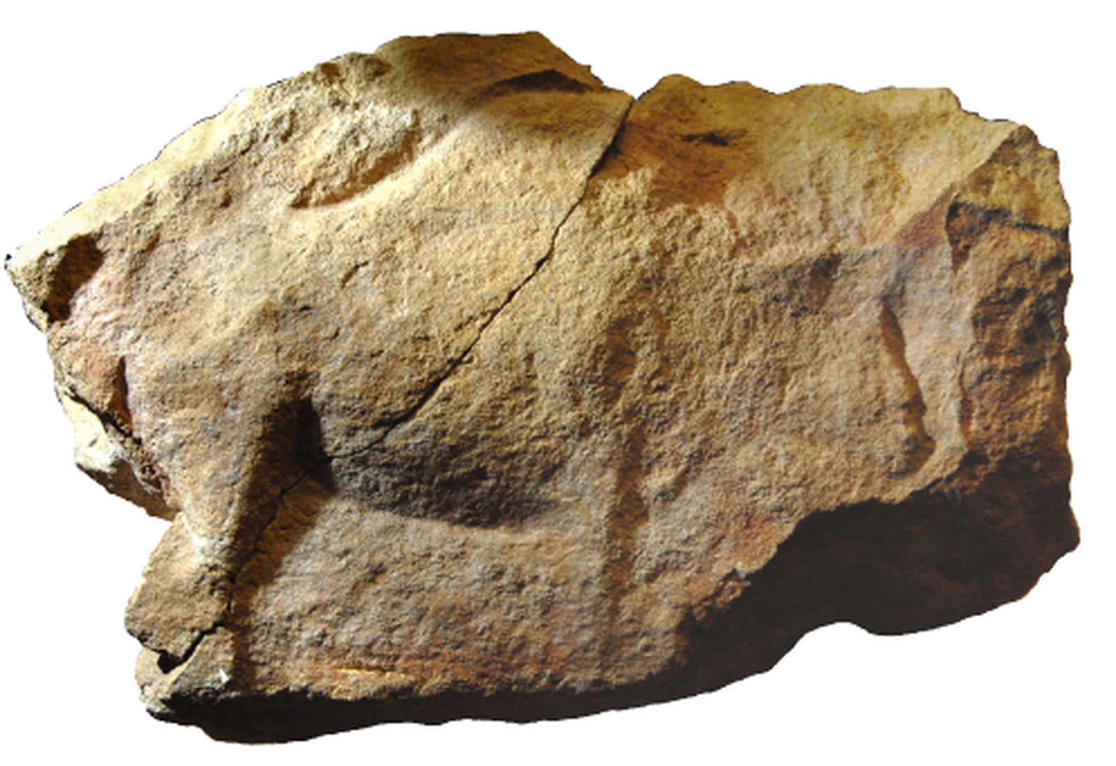 Bison sculpté sur bloc fragmenté découvert dans l’abri de Cap Blanc. Abris sculptés de la Préhistoire.