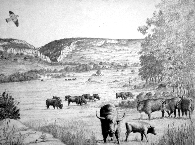 Le bison Dessin E. Guerrier