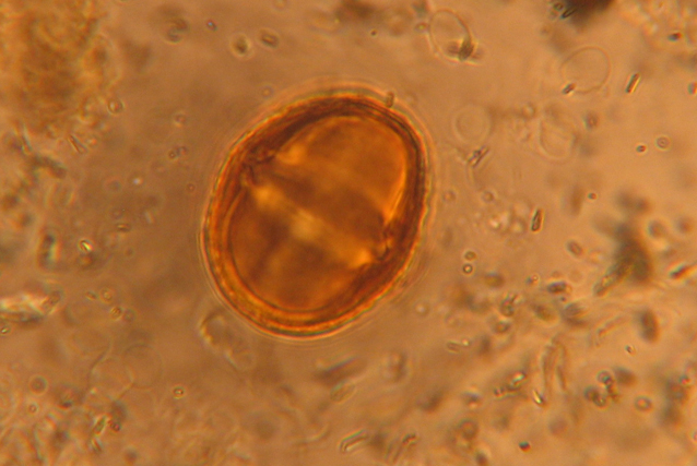 Pollen de Centaurée