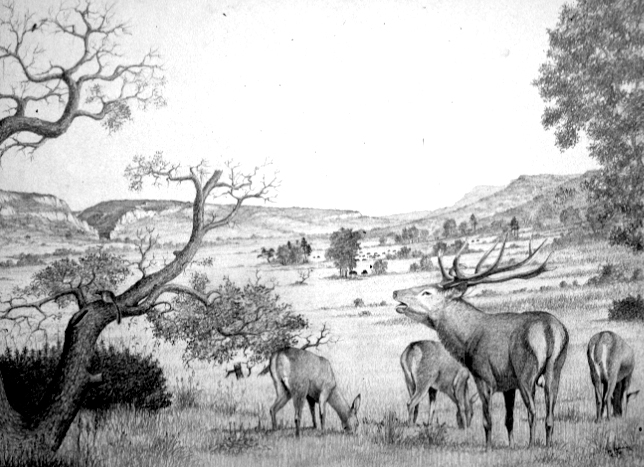 Cerf et biches Dessin E. Guerrier.