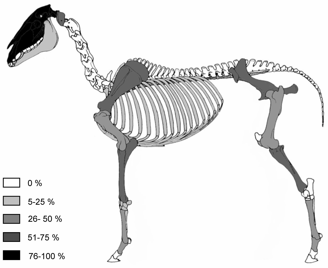 Représentation des parties squelettiques observées dans un amas de restes de chevaux