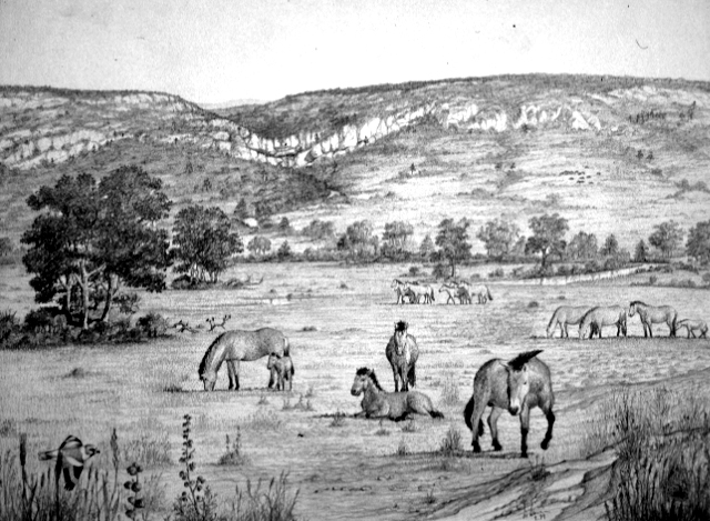 Le cheval Dessin E. Guerrier.