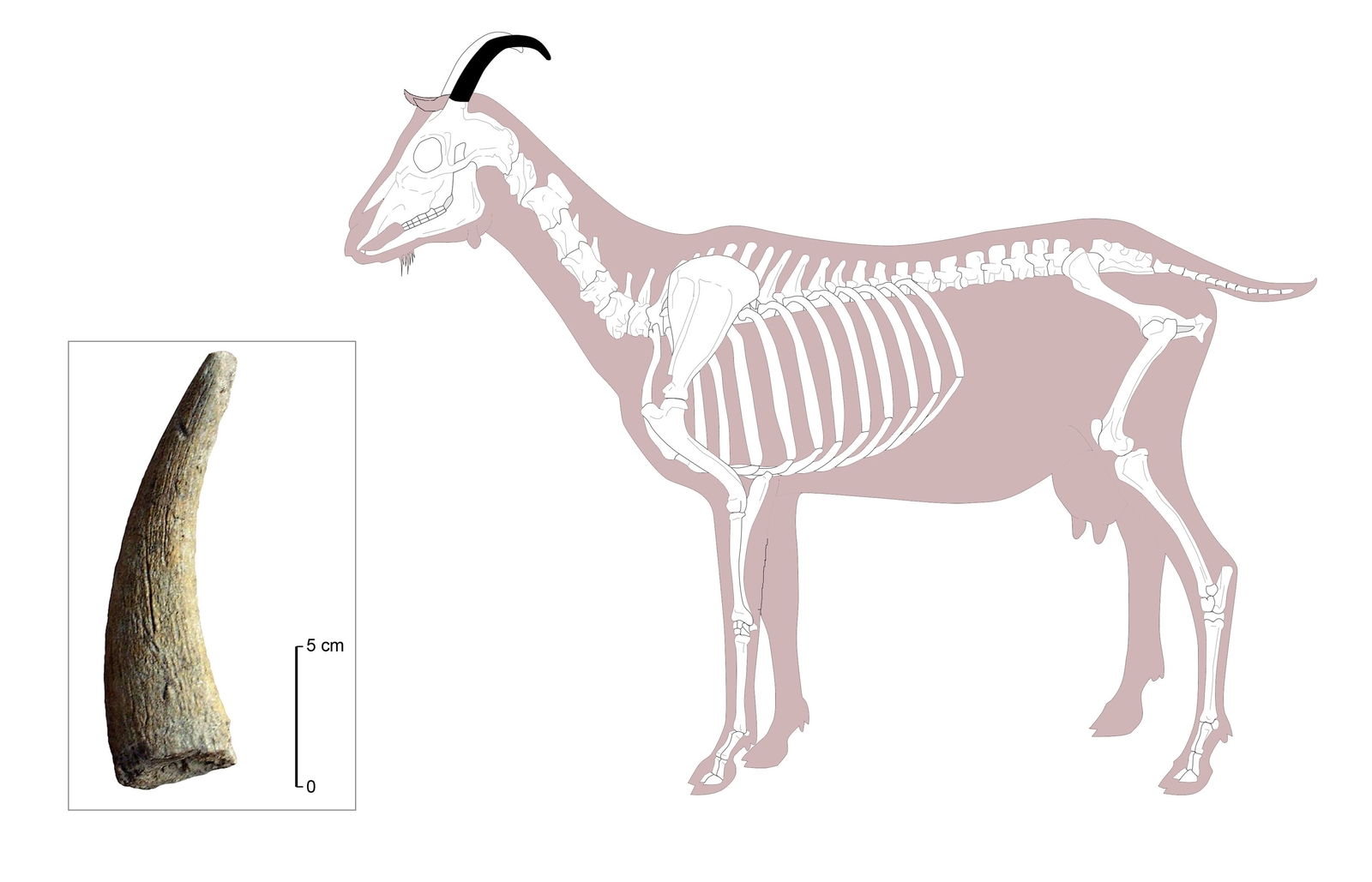 Cheville osseuse de chèvre