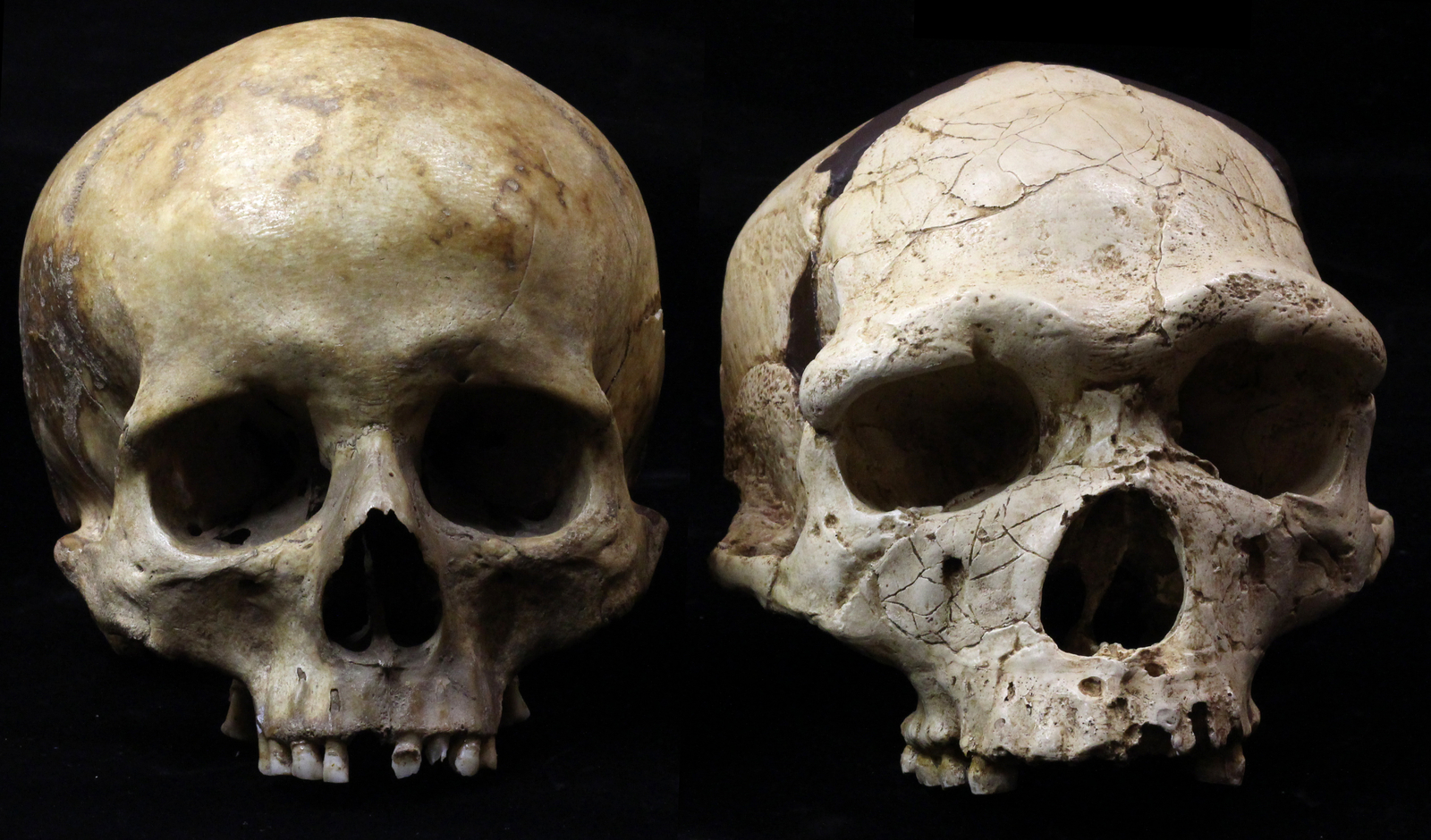 La comparaison d’Arago 21 (à droite) avec un Homo sapiens (à gauche) illustre clairement la réduction de la face au regard de la boîte crânienne au cours de l’évolution. Arago 21 se distingue également par une large fosse nasale et un grand espace entre les orbites. L'Homme de Tautavel.