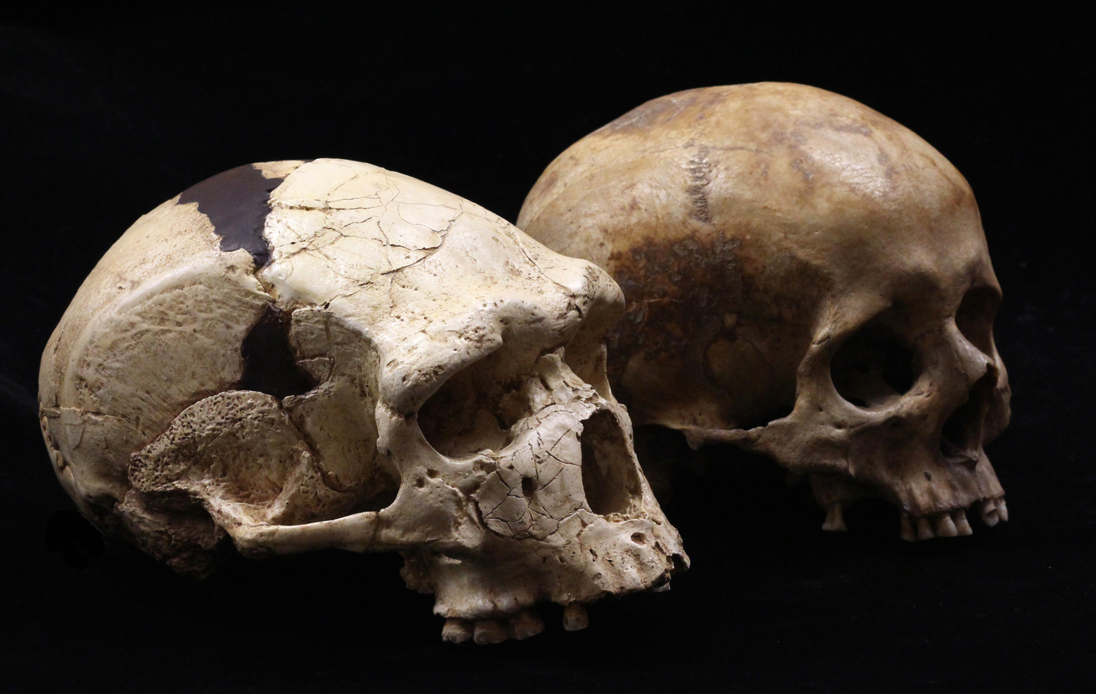 Arago 21 (à gauche) possède un crâne plus allongé (que l’Homo sapiens) provenant en partie de son front oblique