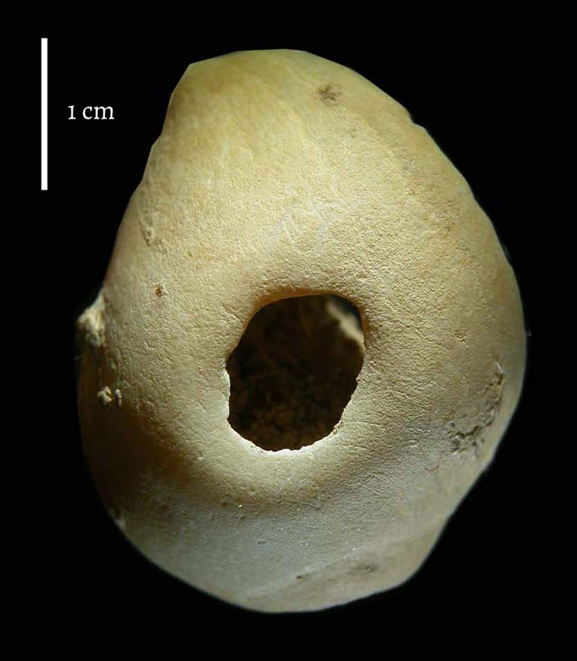 Coquillage perforé trouvé sur un niveau récent à Étiolles