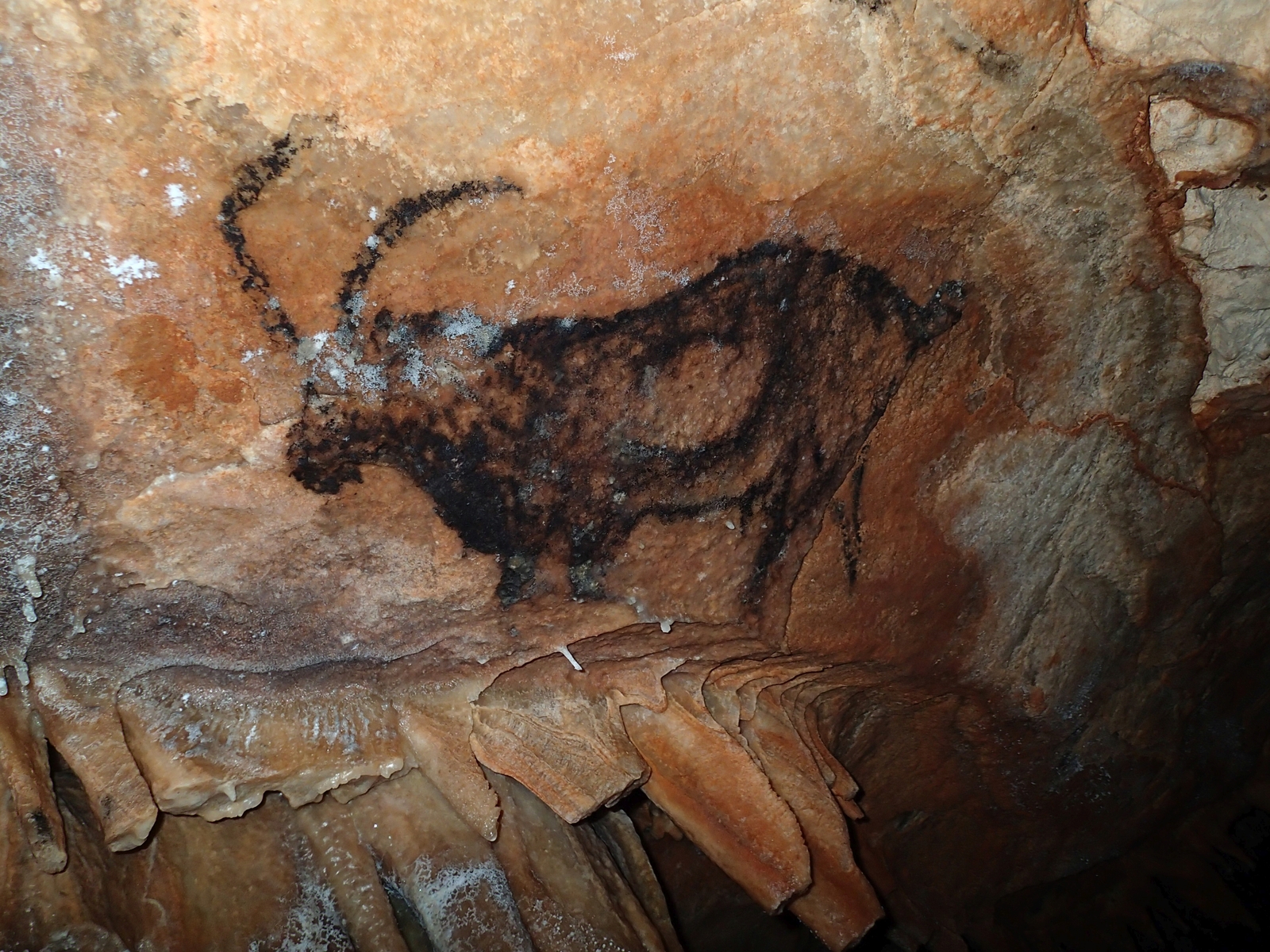 Photographie de la représentation d'un bouquetin dans la grotte Cosquer
