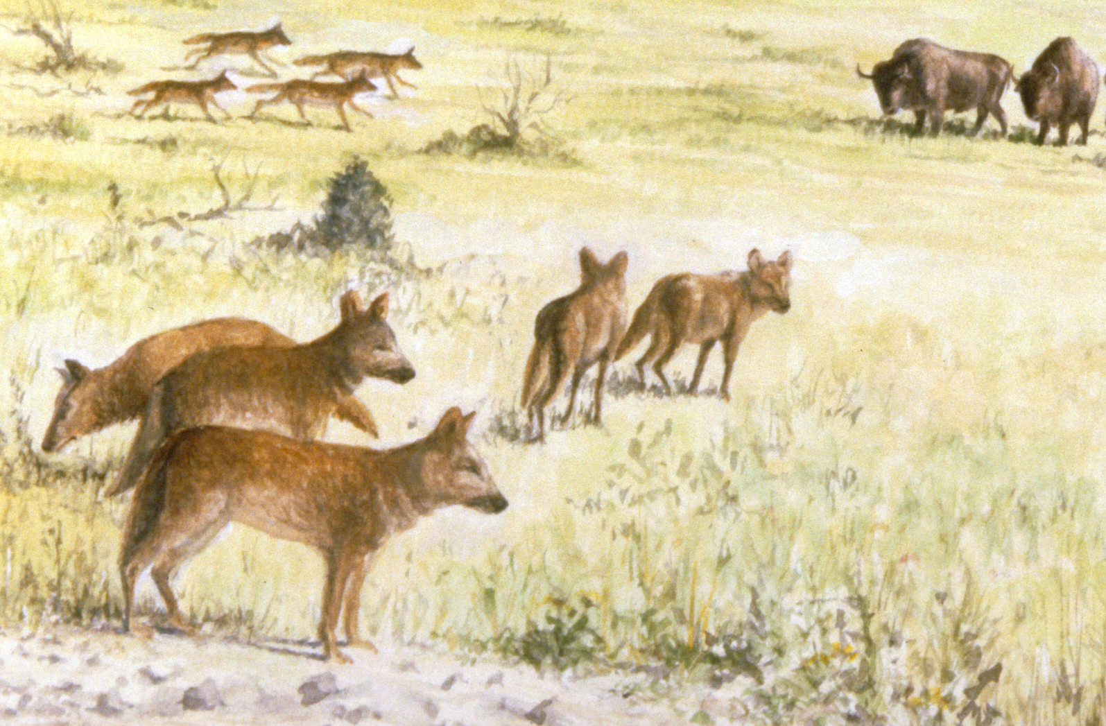 Le dhôle Dessin E. Guerrier.