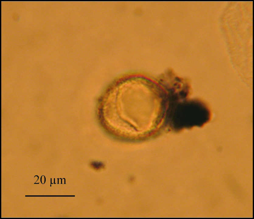 Pollen de Chêne vert