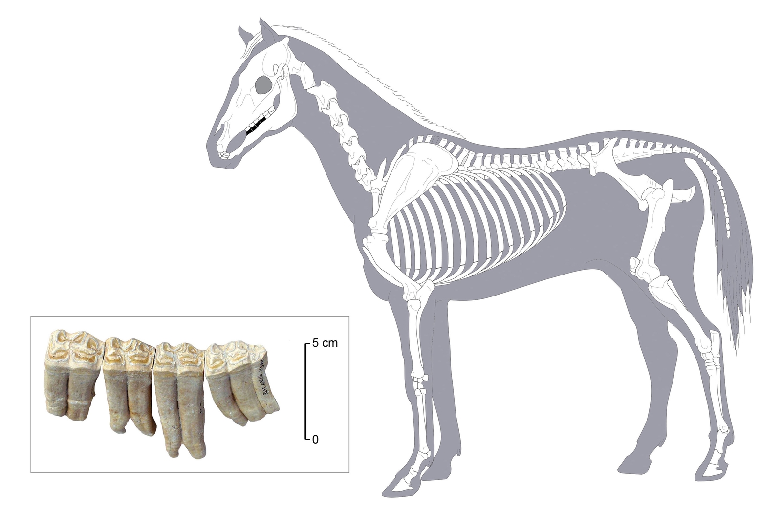 Dents de cheval ou de mule