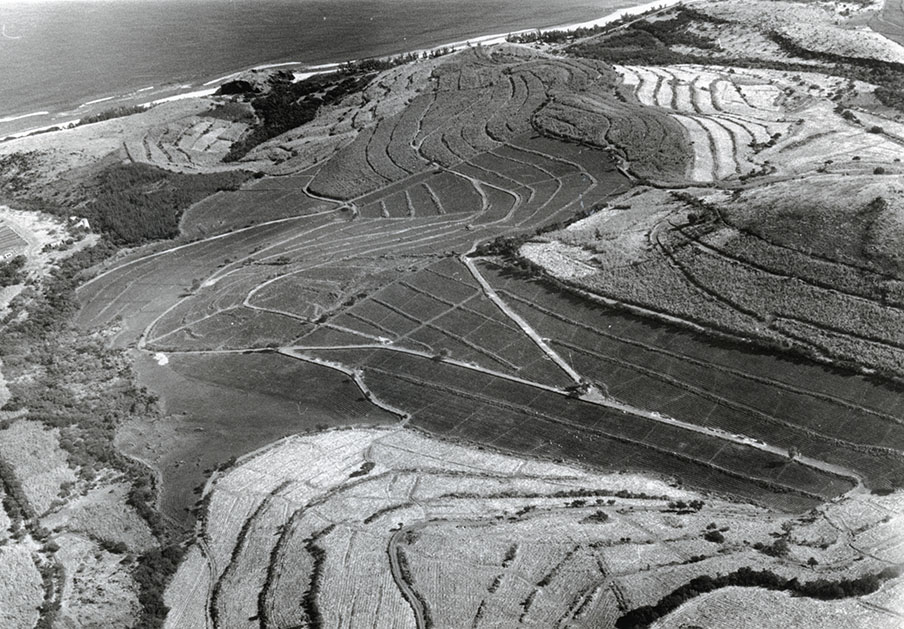Paysage façonné par la culture de la canne