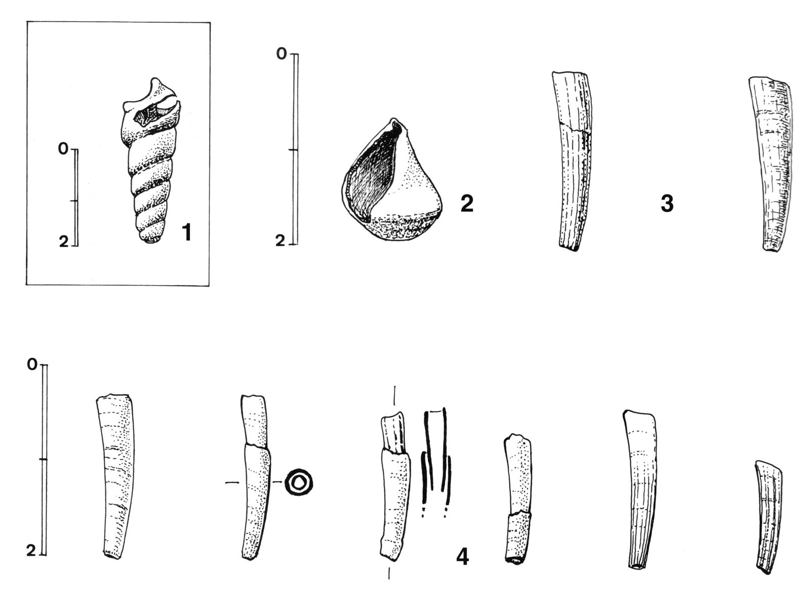 Planche de dessins de coquillages de parure trouvés sur le niveau U5-P15 du locus 1 à Étiolles